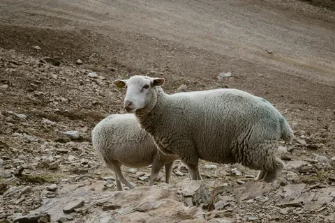 Échappées en montagne — photographie 52